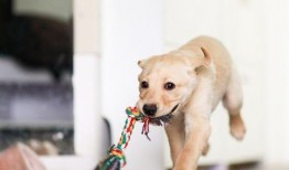 狗狗吃土瓜好不好吃呢视频,美味还是禁忌？