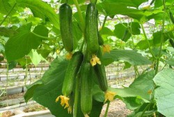 网红吃瓜视频的特点分析,娱乐与八卦的狂欢盛宴