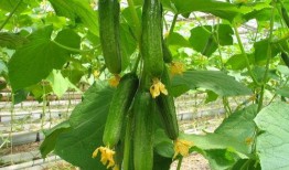 网红吃瓜视频的特点分析,娱乐与八卦的狂欢盛宴