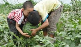 临沂兰陵吃瓜事件视频,一场引发热议的网络视频风波