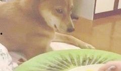 吃瓜内涵视频,揭秘吃瓜视频背后的趣味与内涵