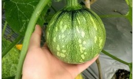 吃金丝绞瓜小视频在线观看,在线观看小视频，解锁美味新体验