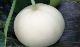 八哥可以吃梨瓜吗视频,揭秘八哥能否享用梨瓜美味