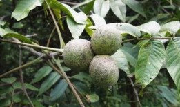 瓠瓜可以砍着吃吗视频