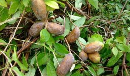 小时候吃八月瓜好吗视频,八月瓜的美味时光