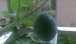 阳台吃瓜视频,短视频带你领略夏日休闲时光