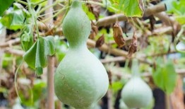 女子吃葫芦瓜好吗视频,女子吃葫芦瓜的好处大盘点