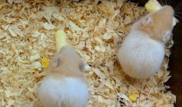 仓鼠吃哈密瓜会死嘛视频,警惕！仓鼠食用哈密瓜的潜在风险