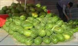 山东吃瓜中毒视频,揭秘夏日美食背后的安全隐患