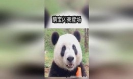 熊猫吃瓜搞笑视频下载,萌态可掬，笑料连连