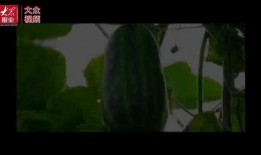 吃瓜视频都在哪里看的,吃瓜视频，全网热门观看指南