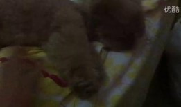 最新恶心吃瓜视频,惊悚揭秘！最新吃瓜视频揭露惊人内幕