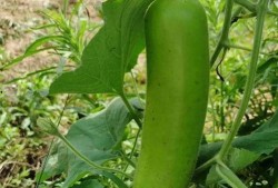 瓠瓜可以砍着吃吗视频