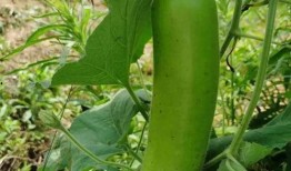 瓠瓜可以砍着吃吗视频