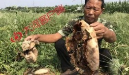 余江吃瓜事件视频全集,视频全集揭秘惊人真相